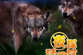 开启夜游，上海这些公园晚上也好玩图片
