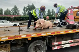 惊险！高速公路上演“活猪出逃记”图片