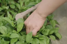 留住春天的味道，这些菜你尝过了吗？图片