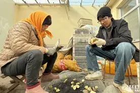 青岛故事｜24岁小伙回乡种地，“村播”记录新农人生活图片