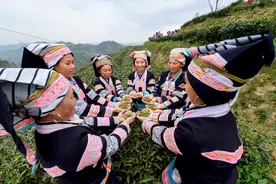 贵州望谟：喜迎布依“三月三” 紫茶大会盛大启幕图片