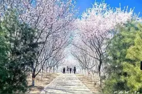 石家庄环城水系山桃花盛开 如云似霞醉游人图片