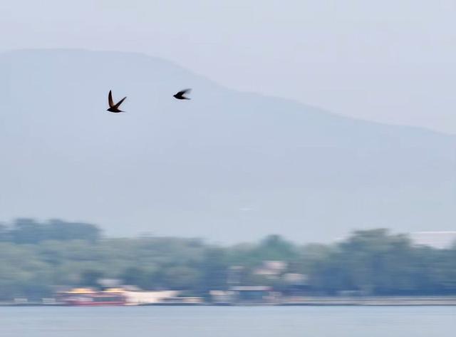 北京雨燕如期回归，颐和园再闻燕语啾啾