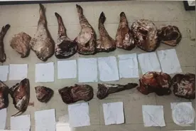 “狗杀的为何也算我头上？”男子驯养3只烈犬围猎保护动物获刑图片