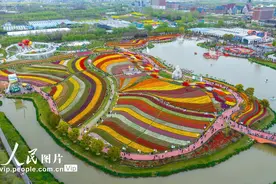 江苏盐城：郁金香竞相绽放引客来图片