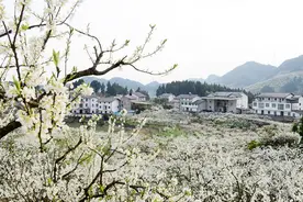 万亩李花迎春开，漫山“雪花”等你来图片