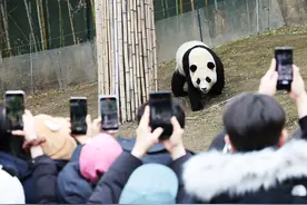 早安·世界｜大熊猫“福宝”即将回国，韩国民众依依不舍图片