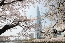 韩国首尔进入樱花季图片