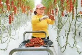 小番茄彰显中法科技合作大智慧图片