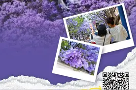 这个五一，跟着紫色花海游昆明图片