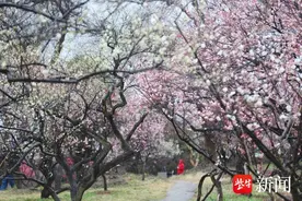 南京春季“文旅大餐”飘香，六条定制赏梅线路让您领略“花漾旅途”图片
