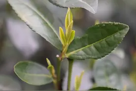 西湖龙井今天开采！82岁茶农守了五代的山头，今年第一口狮峰龙井为何却迟了？图片