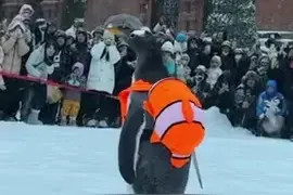 萌爆！淘学企鹅雪中打卡建筑艺术广场图片