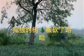 网红打卡点“孤独的树”还在，提醒谁都别做砍树的“凶手”图片