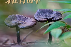 闽人智慧丨紫灵芝——“芝”缘身在青山中图片