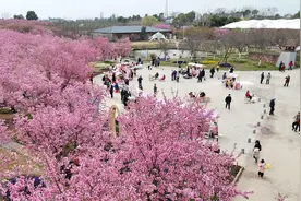 枝江：千亩樱花盛放 春日浪漫引客来图片