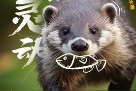 【冰雪旅游看川西】最会整活的捕鱼高手——水獭图片