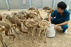 我的就业故事⑨｜盐城师范学院湿地学院首届毕业生江宇豪：滩涂大地上，有了“新生代”养鹤人图片