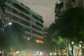 密密麻麻！汕头地震局回应燕子低空扎堆乱飞图片