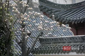 长春观玉兰花抢先开了图片