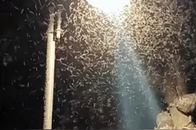 密密麻麻！多得像“马赛克” 武汉一湖边漫天飞虫图片
