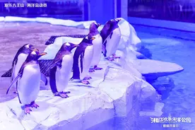 极地动物来长沙了！湘江欢乐海洋公园将于12月24日试营业图片