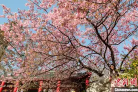 武汉东湖樱花园早樱盛开吸引民众观赏图片