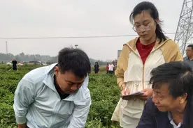 865.47公斤！山东打破尘封8年的世界花生单产纪录图片