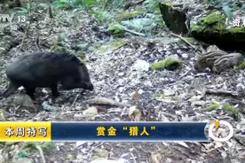 多地野猪入侵！遇上野猪怎么办？装死或逃跑有用吗？图片