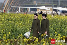 “小寒”赶早趟？刚过元旦成都油菜开花了 实地探访：只有50亩，属特殊新品种丨封面头条图片