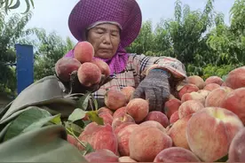 河南桐柏：鲜桃产业“映红”乡村振兴路图片