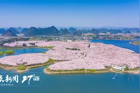 贵安樱花3月底将陆续盛开图片