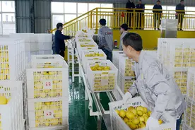 重庆农商行：引金融活水“贷”动乡村产业发展图片