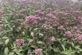 “花开”带来“富贵”，封丘县潘店镇中药材种植基地迎来丰收图片