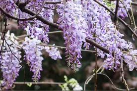 漯河：紫藤花开 请勿采摘图片