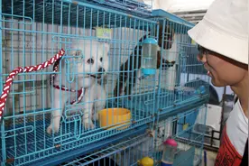 宠物寄养乱象频出，需尽快建立行业标准 | 新京报快评图片