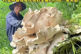 云南昌宁发现100斤重巨型野生菌 村干部：已送加工厂烘干，将制成标本供游客参观图片