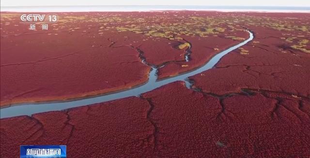 辽宁海参多少钱一斤 2026年辽宁大连海参多少钱一斤