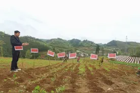 上塘镇：农技人员深入田间地头送技术图片