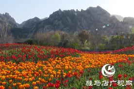 嵖岈山温泉小镇郁金香园：美丽花海助力旅游经济发展图片