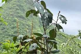 贵州发现新物种，名叫“荔波野桐”，图片