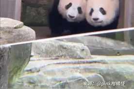 大熊猫双胞胎有多默契?渝可渝爱复制粘贴神同步图片