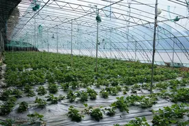 铸牢共同体 中华一家亲丨雪域高原焕新貌：“极地果蔬”出高原图片