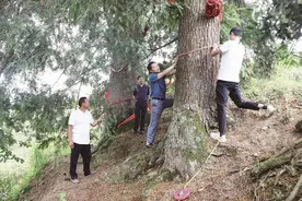 竹山发现珍稀植物铁坚油杉 当地人将这对“夫妻树”视为吉祥树图片