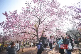 东湖樱花园，一场春日里的樱花盛宴图片
