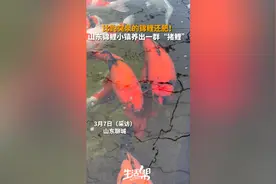 比趵突泉的锦鲤还肥！山东锦鲤小镇养出一群“猪鲤”图片