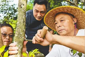 海南周刊丨漂洋过海采沉香图片