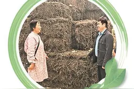 野草变身“致富草”图片
