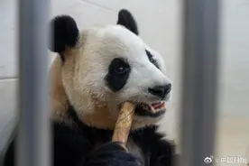 大熊猫福宝最新高清近照！图片