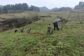 开阳县龙水乡：黄桃基地冬管忙 助农增收好“钱”景图片